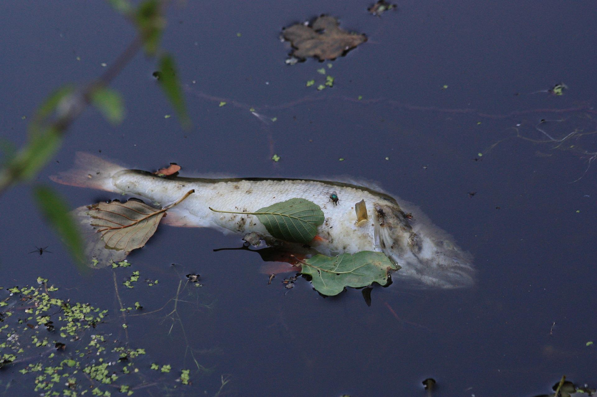 Ilustracja do informacji: Komunikat w sprawie śniętych ryb w Odrze