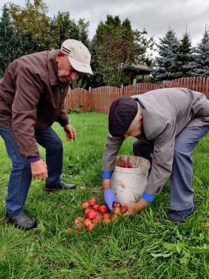 Miniatura zdjęcia: dwaj starsi panowie zbierają jabłka